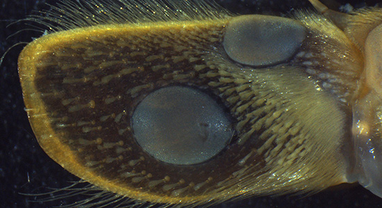 Gill and potential nose of horseshoe crab
