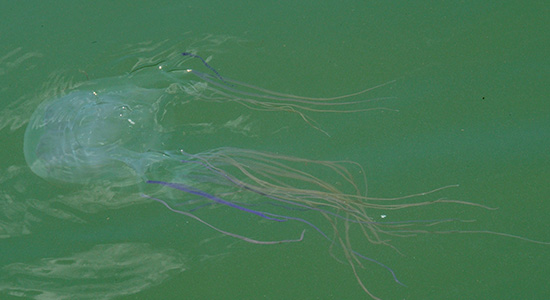 The deadly box jellyfish Chironex fleckeri